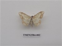 藏品(尺蛾94)的圖片